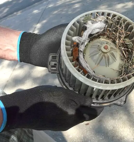 About Air Duct Mice Removal in Alvin, TX